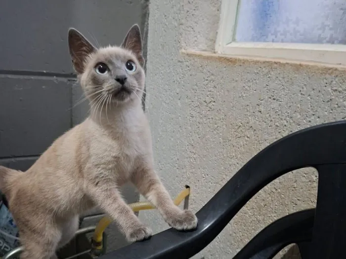 Gato raça SRD-ViraLata idade 2 a 6 meses nome Lua