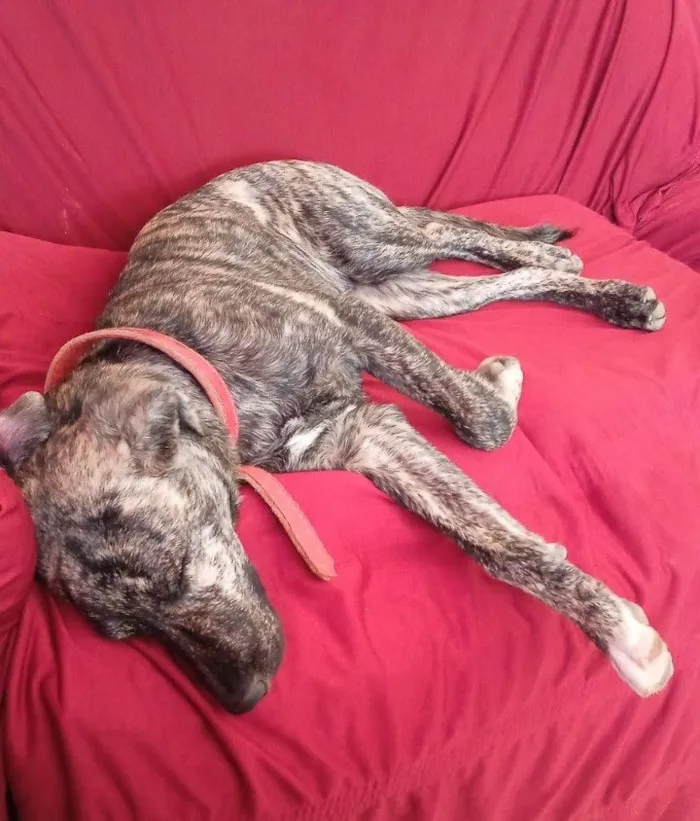 Cachorro raça SRD-ViraLata idade 5 anos nome Nick