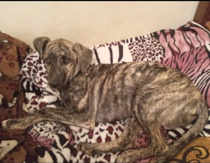 Cachorro raça SRD-ViraLata idade 5 anos nome Nick