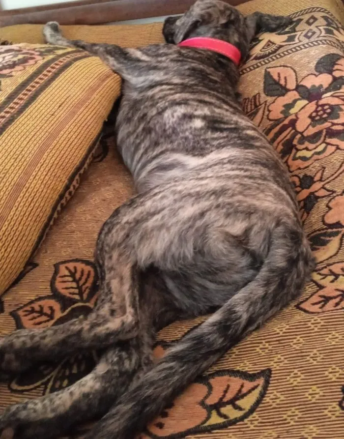 Cachorro raça SRD-ViraLata idade 5 anos nome Nick