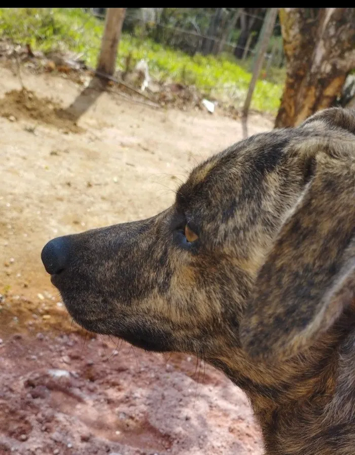 Cachorro raça SRD-ViraLata idade 5 anos nome Nick