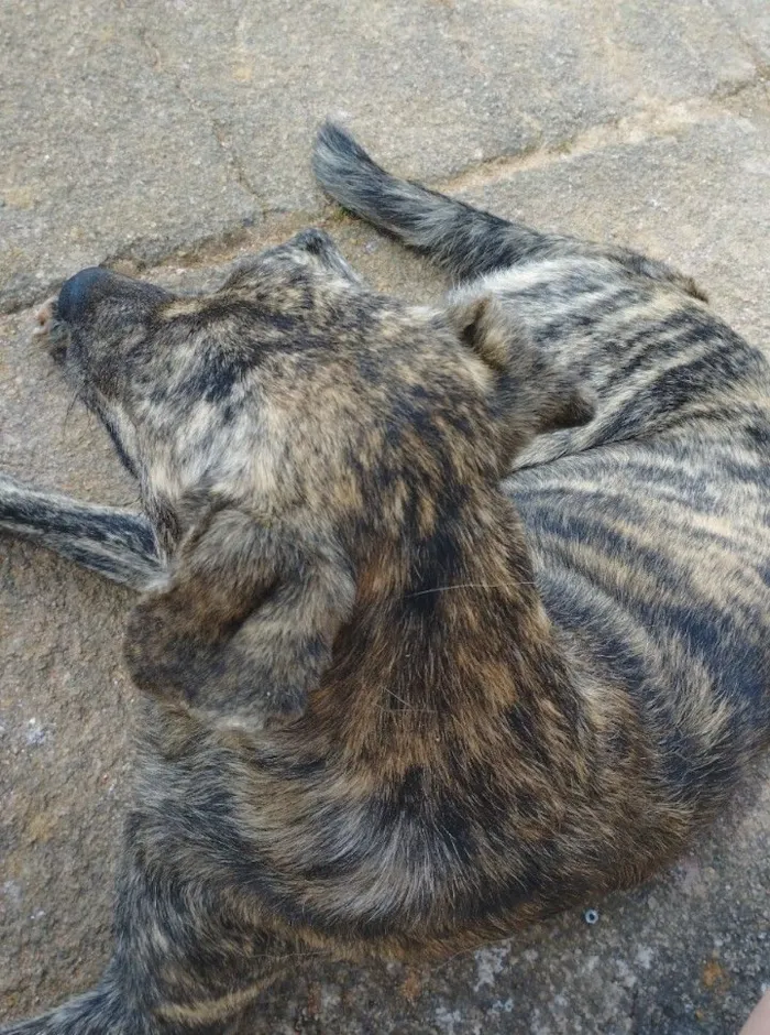 Cachorro raça SRD-ViraLata idade 5 anos nome Nick