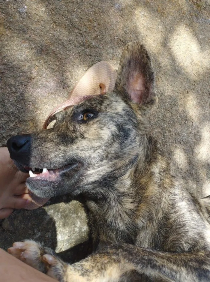 Cachorro raça SRD-ViraLata idade 5 anos nome Nick