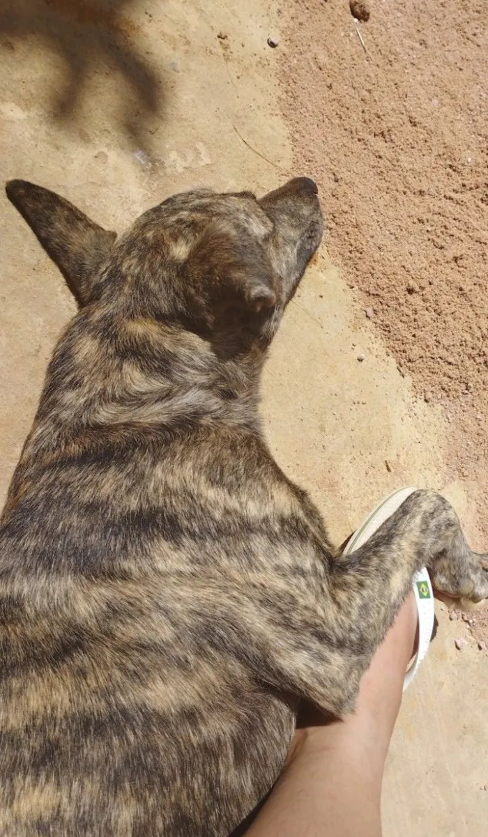 Cachorro raça SRD-ViraLata idade 5 anos nome Nick