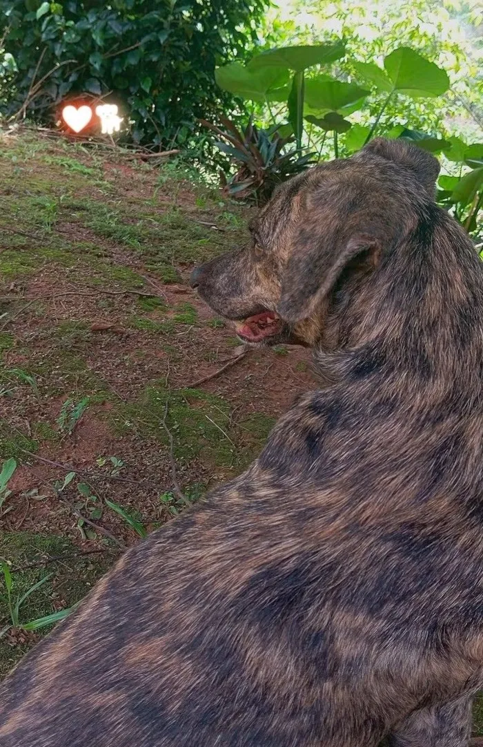 Cachorro raça SRD-ViraLata idade 5 anos nome Nick