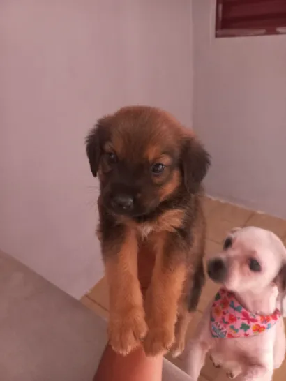 Cachorro raça SRD-ViraLata idade 2 a 6 meses nome apollo