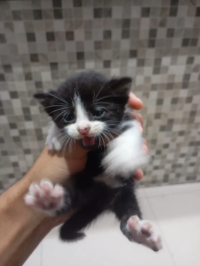 Gato raça SRD-ViraLata idade Abaixo de 2 meses nome Sofia