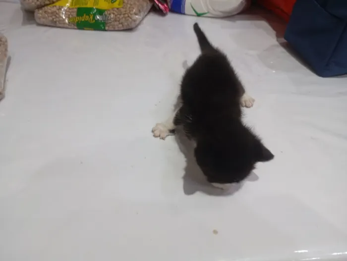 Gato raça SRD-ViraLata idade Abaixo de 2 meses nome Sofia