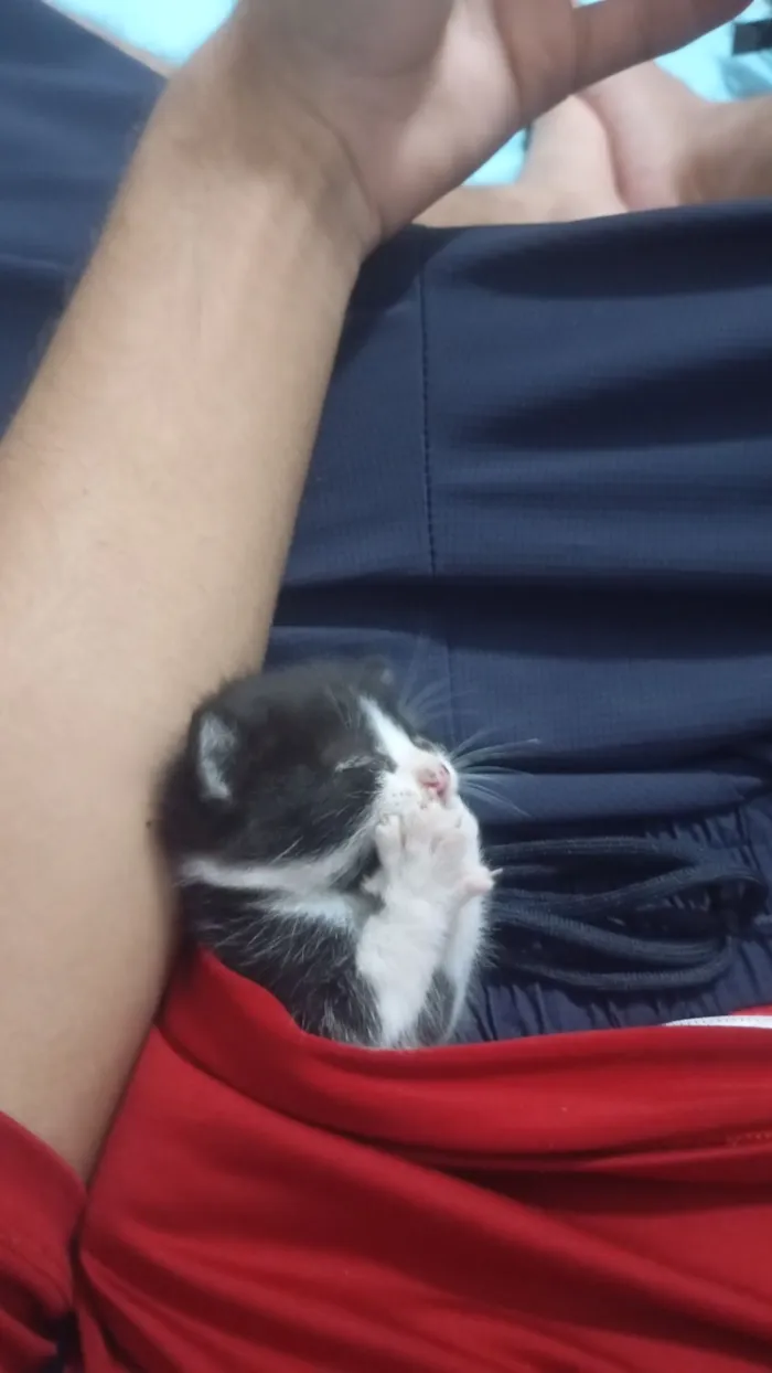 Gato raça SRD-ViraLata idade Abaixo de 2 meses nome Sofia