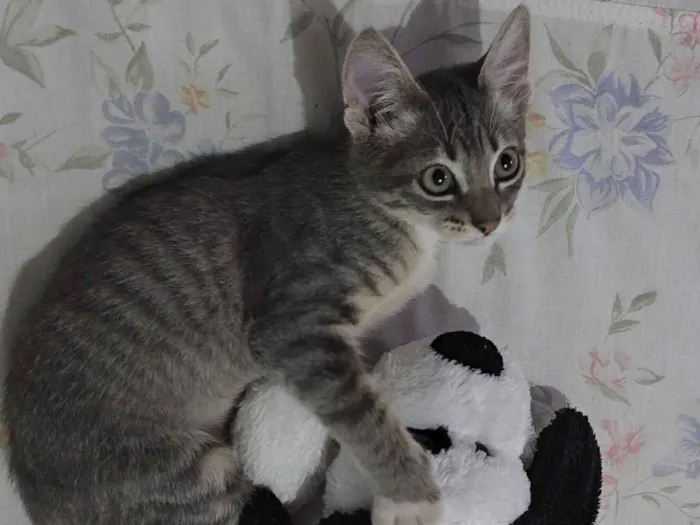 Gato raça SRD-ViraLata idade 2 a 6 meses nome Doação de gato