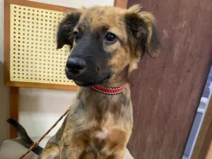 Cachorro raça SRD-ViraLata idade 2 a 6 meses nome Max 