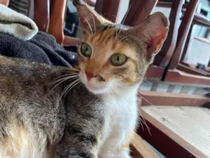 Gato raça SRD-ViraLata idade 1 ano nome Morena 