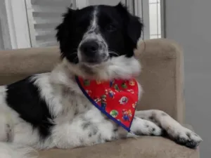 Cachorro raça SRD-ViraLata idade 1 ano nome Timão ??