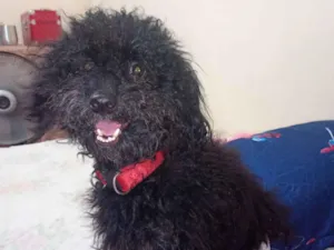 Cachorro raça Poodle idade 3 anos nome Alladin 