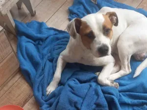 Cachorro raça SRD-ViraLata idade 2 anos nome cãozinho branco com preto