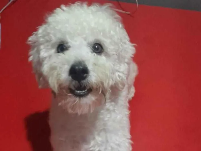 Cachorro raça Poodle idade 2 anos nome Bobby