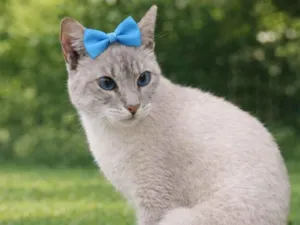 Gato raça Siamês idade 7 a 11 meses nome Dory 