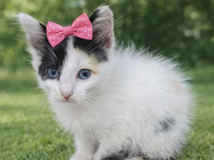 Gato raça SRD-ViraLata idade 2 a 6 meses nome Dominika