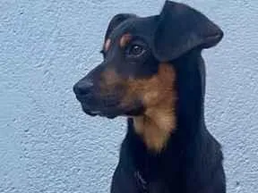 Cachorro raça SRD-ViraLata idade 1 ano nome Juquinha