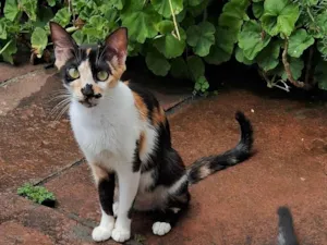 Gato raça SRD-ViraLata idade 1 ano nome Fofa