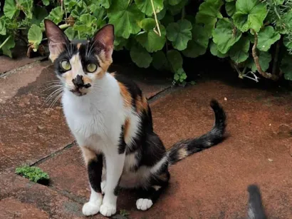 Gato raça SRD-ViraLata idade 1 ano nome Fofa