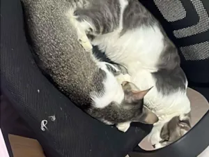 Gato raça SRD-ViraLata idade 7 a 11 meses nome Taz e Cléo