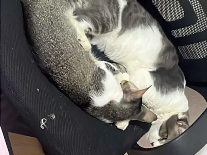 Gato raça SRD-ViraLata idade 7 a 11 meses nome Taz e Cléo