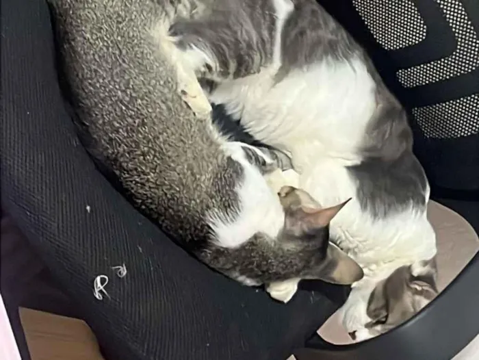Gato raça SRD-ViraLata idade 7 a 11 meses nome Taz e Cléo