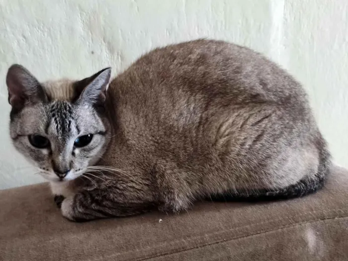 Gato raça SRD-ViraLata idade 5 anos nome Luna