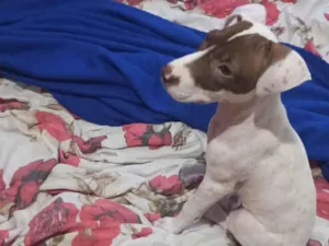 Cachorro raça Pit-Bull idade 2 a 6 meses nome Lua 