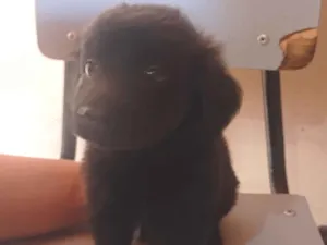 Cachorro raça SRD-ViraLata idade Abaixo de 2 meses nome Sem nome