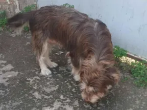 Cachorro raça SRD-ViraLata idade 2 anos nome pandora