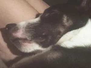 Cachorro raça SRD-ViraLata idade 1 ano nome Toby 