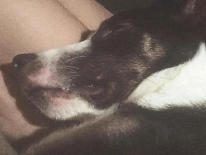 Cachorro raça SRD-ViraLata idade 1 ano nome Toby 