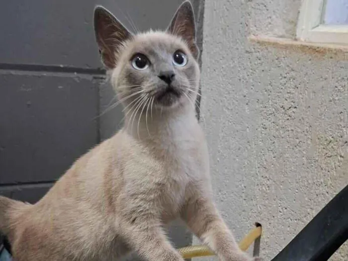Gato raça SRD-ViraLata idade 2 a 6 meses nome Lua