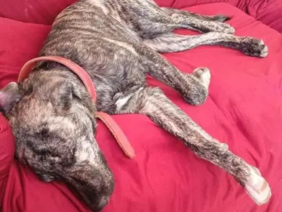 Cachorro raça SRD-ViraLata idade 5 anos nome Nick