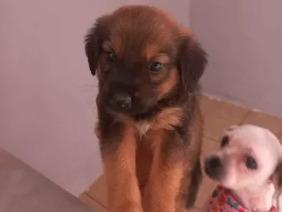 Cachorro raça SRD-ViraLata idade 2 a 6 meses nome apollo