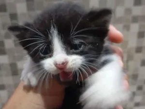 Gato raça SRD-ViraLata idade Abaixo de 2 meses nome Sofia