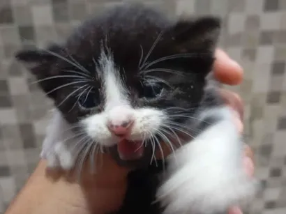 Gato raça SRD-ViraLata idade Abaixo de 2 meses nome Sofia