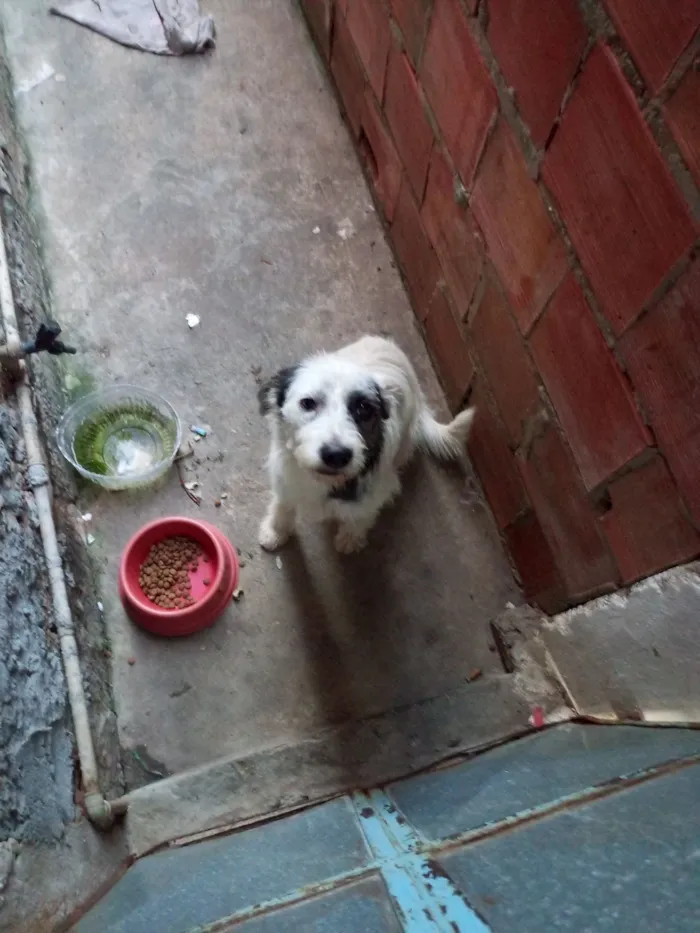 Cachorro raça SRD-ViraLata idade 1 ano nome apolo