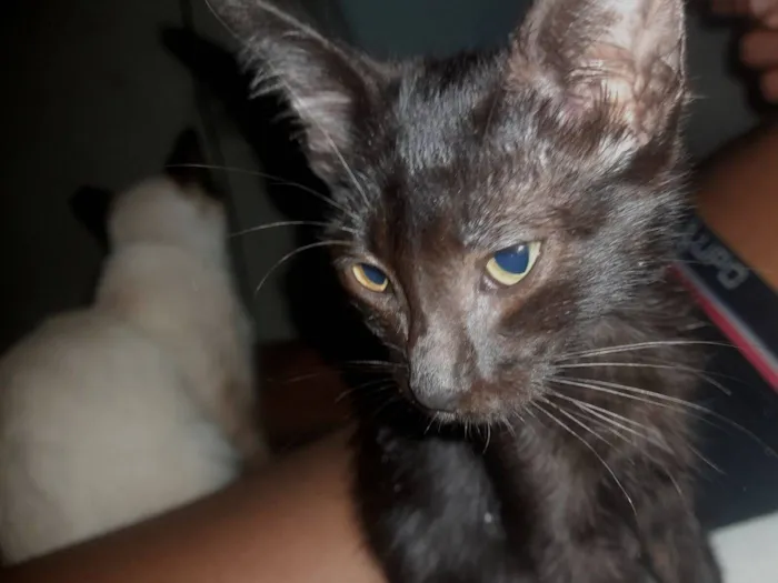 Gato raça Siamês idade 2 a 6 meses nome Nina 