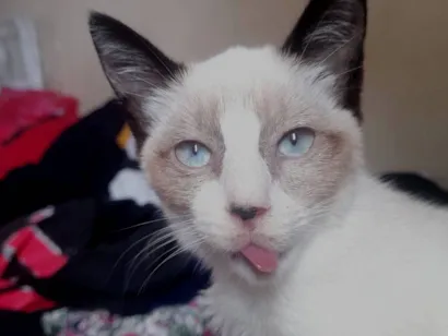 Gato raça Siamês idade 2 a 6 meses nome Nina 