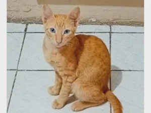 Gato raça SRD-ViraLata idade 2 a 6 meses nome Anjinho