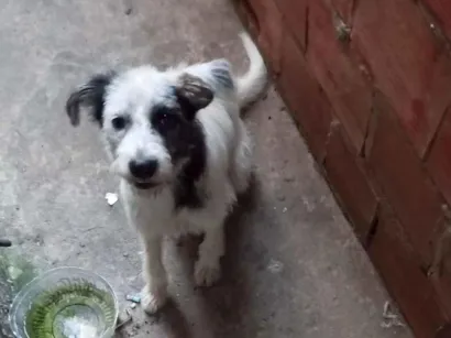 Cachorro raça SRD-ViraLata idade 1 ano nome apolo