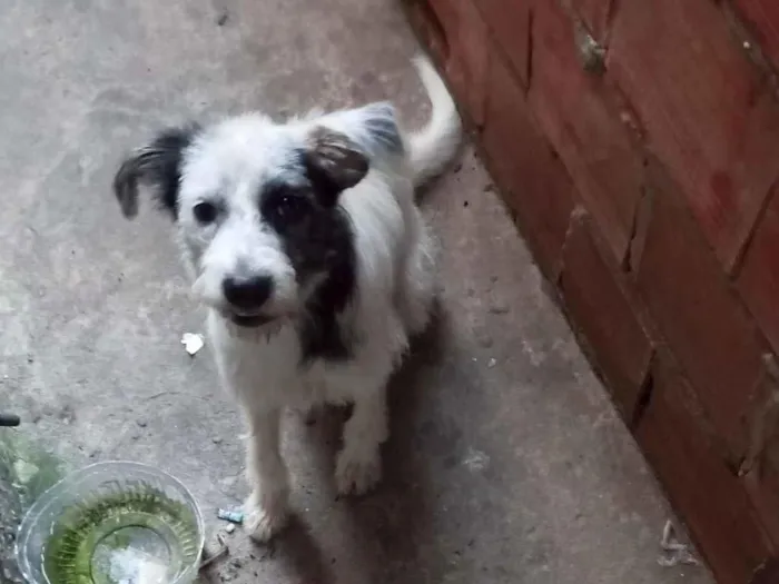 Cachorro raça SRD-ViraLata idade 1 ano nome apolo