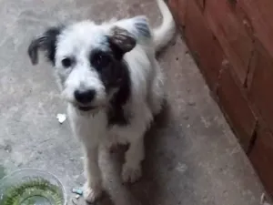 Cachorro raça SRD-ViraLata idade 1 ano nome apolo