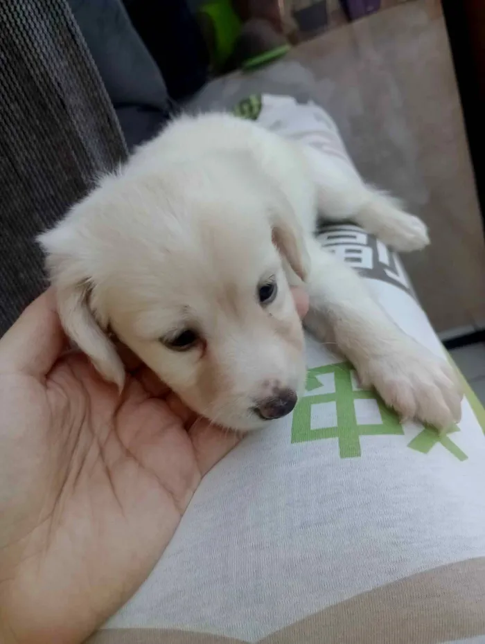 Cachorro raça SRD-ViraLata idade Abaixo de 2 meses nome sem nome