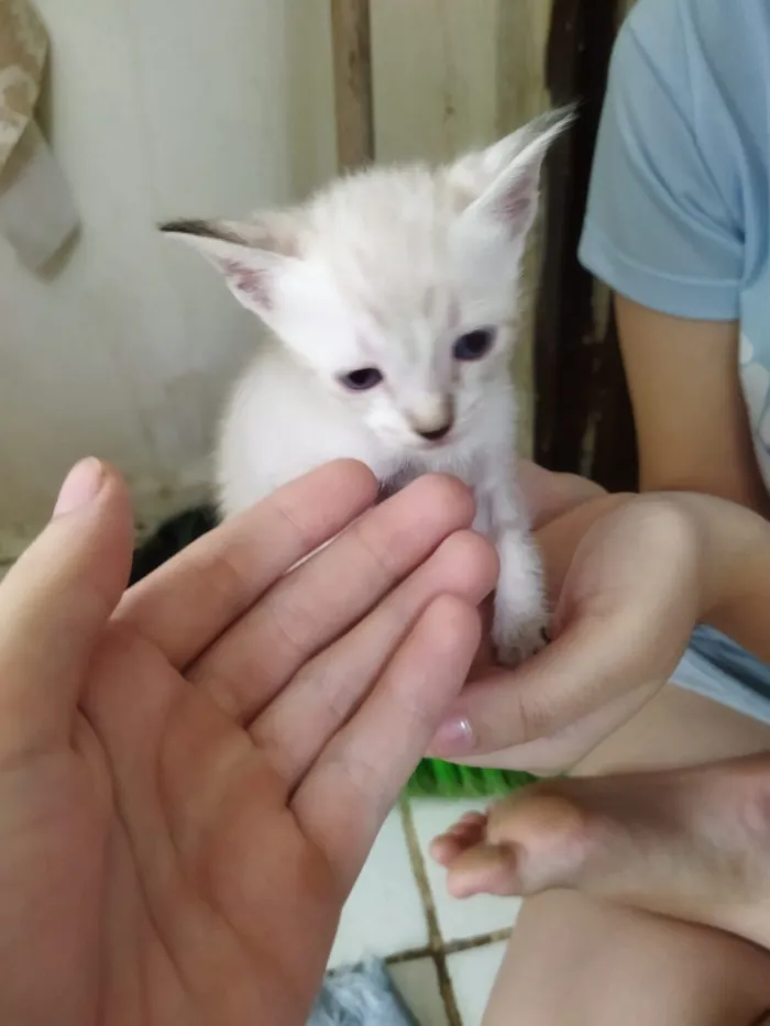 Gato raça SRD-ViraLata idade 2 a 6 meses nome Rosinha 