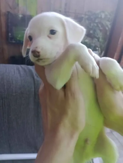 Cachorro raça SRD-ViraLata idade Abaixo de 2 meses nome sem nome