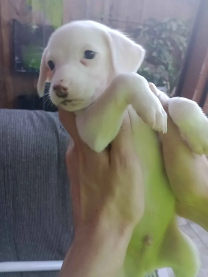 Cachorro raça SRD-ViraLata idade Abaixo de 2 meses nome sem nome